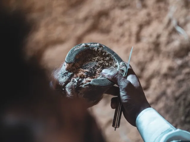 Patkolókovács gondosan megvizsgálja a ló patáját szabadtéri munka közben